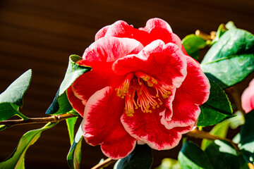 るるパークのツバキ