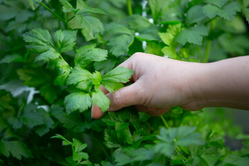 Woman's hand picking fresh parsley in the garden. Selective focus.