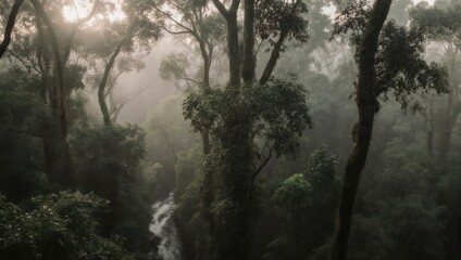 Obraz premium Misty Morning Light Filtering Through Dense Forest Canopy.