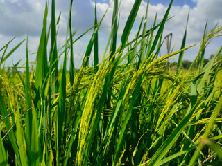Fototapeta premium The image shows a close-up view of green rice ears growing in a paddy field