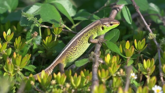 Green lizard on a branch outdoors.