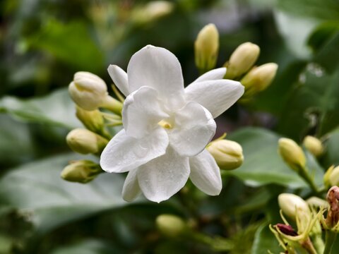 white jasmine flowers with blurred background