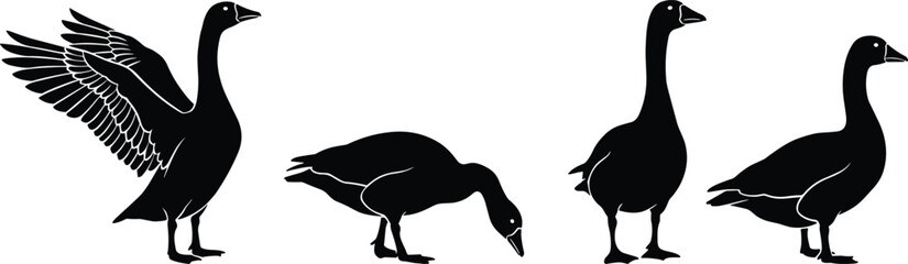 Detailed Black Silhouette Set of Canada Geese in Various Poses Including Standing Grazing and Spreading Wings for Nature Wildlife Conservation and Outdoors Vector Design Projects © It's Raju