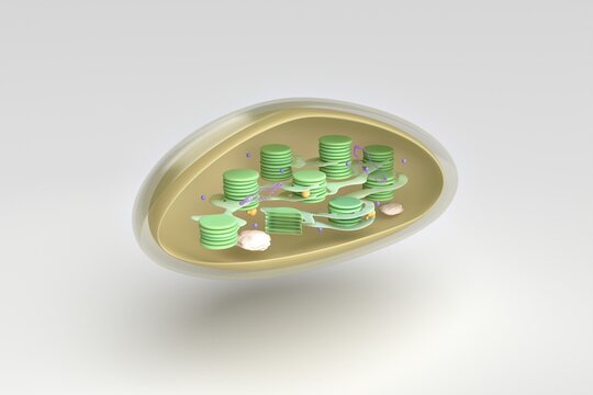 3D cutaway illustration of a chloroplast showing its internal structure and thylakoid system.