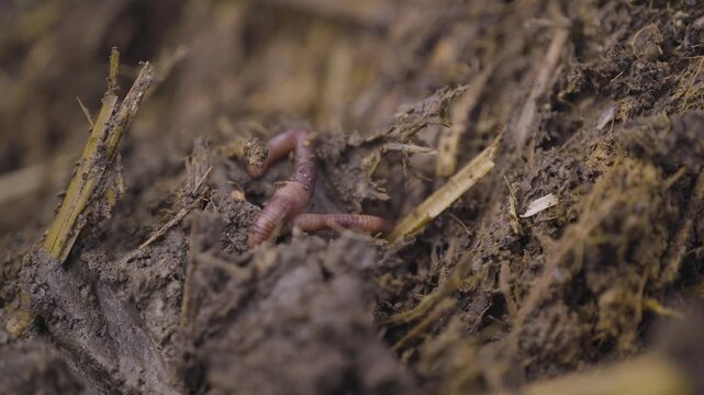Worms digging in dirt. Vermicast and vermiculture worms regenerating the soil. Climate change. Organic soil.