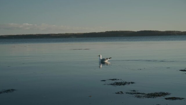 Lone seagull swimming on calm water. Minimalist coastal scene with smooth reflections and a quiet, peaceful atmosphere in natural daylight.