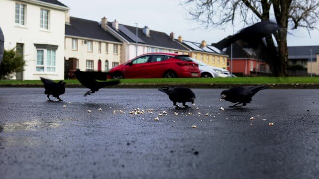Ground level close up shot of black crows foraging and scavenging for food on a damp, glistening road in a quiet Irish residential neighborhood