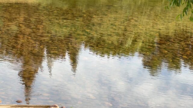 Reflection of sky and trees on the water surface of the water.
