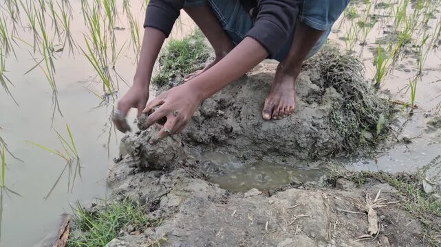 Professional RAW close-up low angle shot of a person manually cutting a mud boundary to redirect irrigation water in Bangladesh, 4K UHD 30fps.