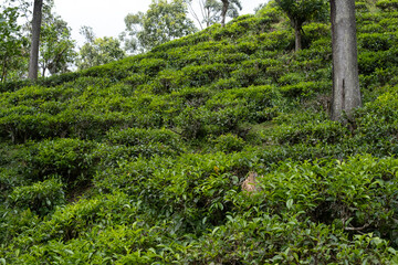 Obraz premium Lush green slope of a tea plantation in Sri Lanka. Scenic highland landscape with tea bushes and rolling hills representing tea culture, sustainability and peaceful rural nature.