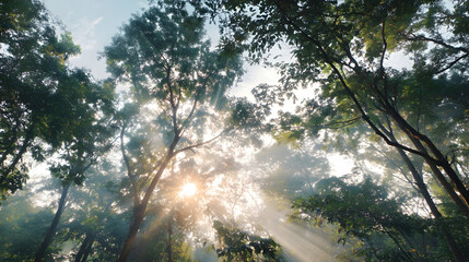 Sunlight streams through the lush canopy of tall trees in a vibrant green forest