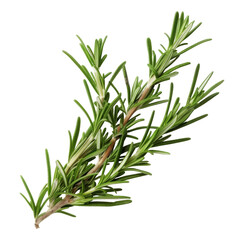 Obraz premium Fresh rosemary sprigs displaying detailed green leaves and brown stems isolated on white background
