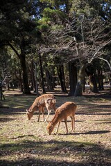 Wild Sika Deer Grazing in a Sunlit Forest