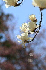 Ethereal White Magnolias in Spring Sun
