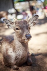 Young Sika Stag Resting in the Dappled Sunlight