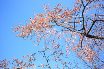 Vibrant Pink Cherry Blossoms Under a Clear Blue Spring Sky