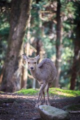 Serene Sika Deer in the Sun-Drenched Forest
