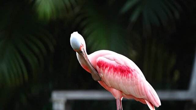 A beautiful pink roseate spoonbill bird preening its feathers in a lush green natural environment