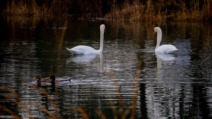 swans on the lake