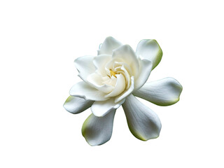 Fototapeta premium Gardenia flower isolated on a clear background, viewed from directly above, showcasing its delicate white petals and yellow center