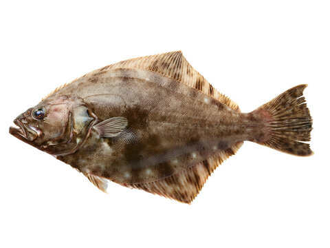 Halibut flatfish isolated on a clear background viewed from the side showcasing its fins and scales