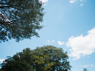 Treetop and blue sky with clouds on a sunny day