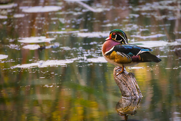 A handsome male Wood Duck perches on a weathered wooden stump in the shallow water, showcasing its vibrant, iridescent plumage, striking red eyes, and unique crested head.