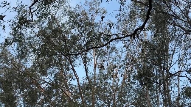 Slow-motion zoom on the canopy of several eucalyptus trees where dozens of flying fox bats hang from branches, their large wings forming distinctive silhouettes. Filmed in Cairns, Queensland, Australi