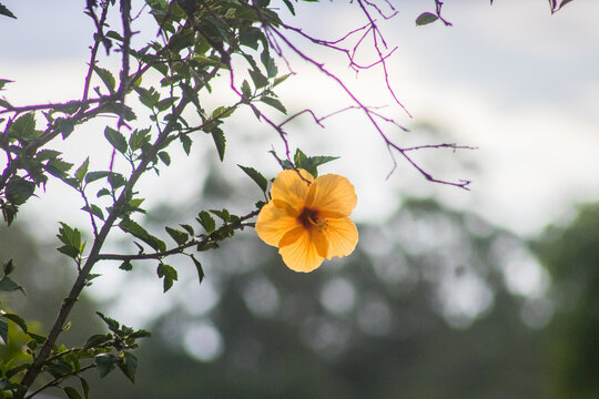 Flor transparente, pendurada amarela, final de tarde