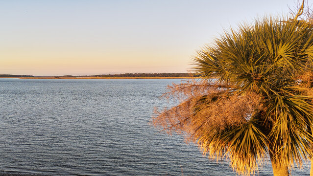 Sunset view over water with palm tree along the shore in a natural setting