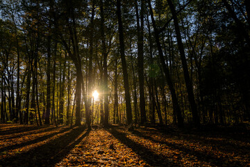 Obraz premium sunset in the woods