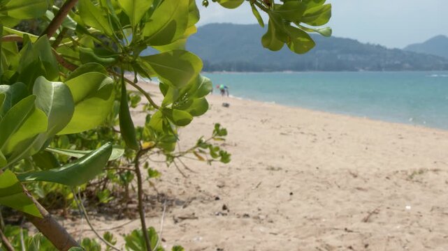 Tropical Beach View Through Green Leaves in Phuket Thailand