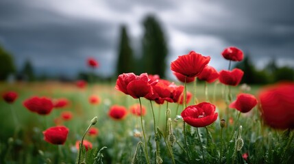 Naklejka premium Vibrant Red Poppies Blooming in a Green Field Under Dramatic Sky with Gray Clouds