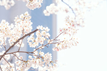 도심속 아파트와 봄소식을 알리는 벚꽃나무