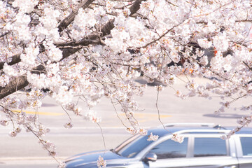 도시의 자동차와 봄소식을 알리는 벚꽃나무