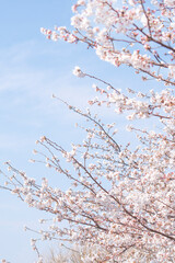 카피공간이 있는 하늘과 봄소식을 알리는 벚꽃나무
