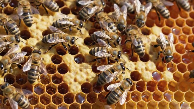 Close-up of Honey Bees Working Together on a Honeycomb