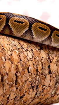 A beautiful patterned snake slithers gracefully on a textured cork surface.