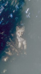 Fototapeta premium Young Fox Cub Peeking Out of Burrow for Night Hunt, Wild Animal Behavior Study in Forest Setting, Alert Wildlife for Nature Education and Digital Background