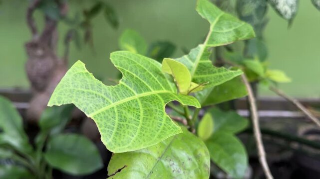 close up view of green leaves eaten by caterpillars. nature, natural. biology. eco, ecology. environment. leaf. fresh, freshness.