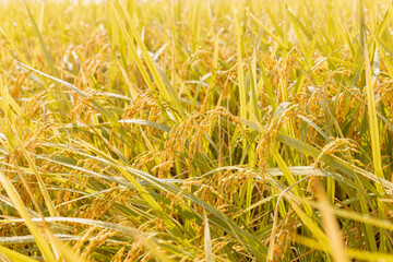 収穫期の水田　品種:つや姫