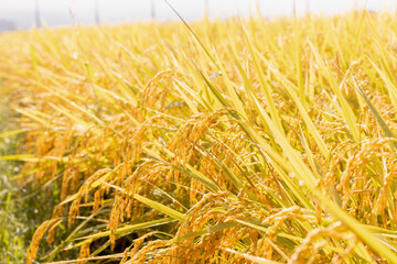 収穫期の水田　品種:つや姫