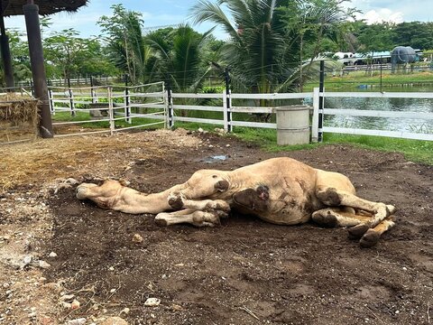 Camel Resting on Ground in Farm Environment for Animal and Rural Concept