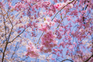 Obraz premium 日本の岐阜の飛騨古川の満開の桜（八重桜）