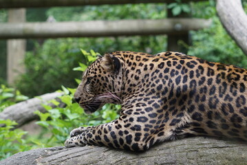 Fototapeta premium Leopard resting on log in zoo enclosure