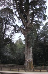 鹿児島県霧島市の霧島神宮の御神木