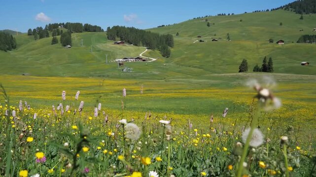 Gemini said

A vibrant alpine meadow with white wildflowers stretches across a lush green mountain valley under a clear blue summer sky in this scenic rural landscape