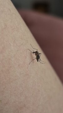 Aedes aegypti or Aedes albopictus. This insect is the primary vector for various dangerous viruses, including the dengue virus that causes dengue fever, chikungunya, yellow fever, and Zika virus.
