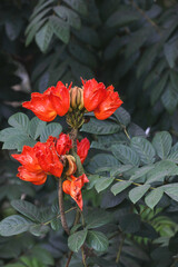 Obraz premium African tulip tree flowers (Spathodea campanulata)