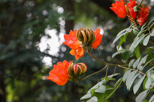 African tulip tree flowers (Spathodea campanulata)